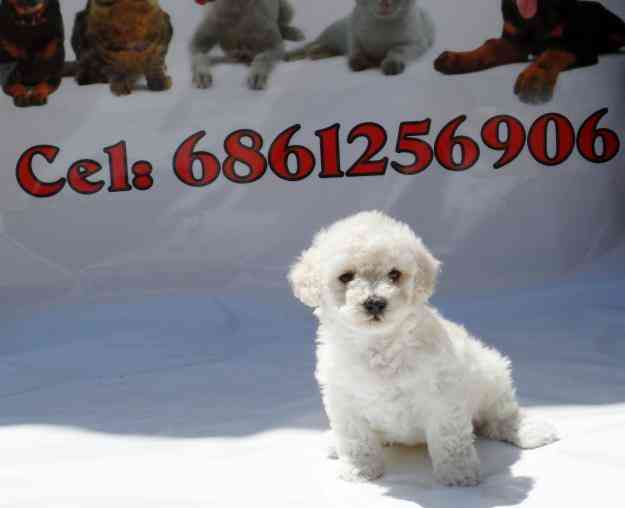 Cachorros French Poodle Mini Toy En Mexicali French Poodle Mini Toy En Mexicali