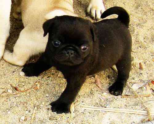 pug 1 mes